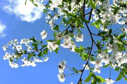 white flowers under blue sky during daytime